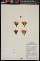 Eriosyce heinrichiana var. setosiflora image