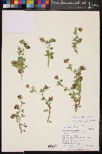 Trifolium pinetorum image