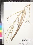 Carex utriculata image