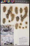 Cylindropuntia echinocarpa image