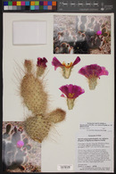 Opuntia polyacantha image