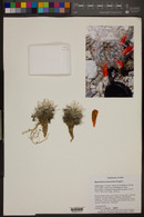 Mammillaria tetrancistra image