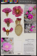 Opuntia polyacantha image