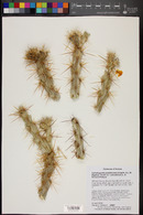 Cylindropuntia acanthocarpa var. coloradensis image