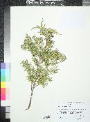 Juniperus scopulorum image