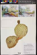 Opuntia basilaris var. longiareolata image