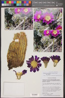 Echinocereus fendleri var. bonkerae image