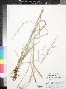 Bromus polyanthus image