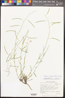 Boechera pallidifolia image