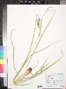 Carex thurberi image