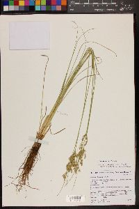 Juncus interior image