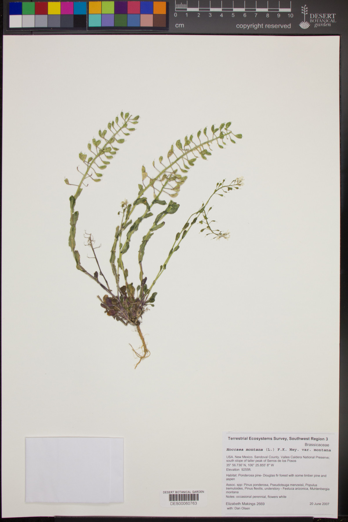 Noccaea montana var. montana image