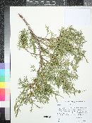 Juniperus scopulorum image