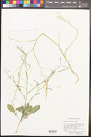 Brassica tournefortii image