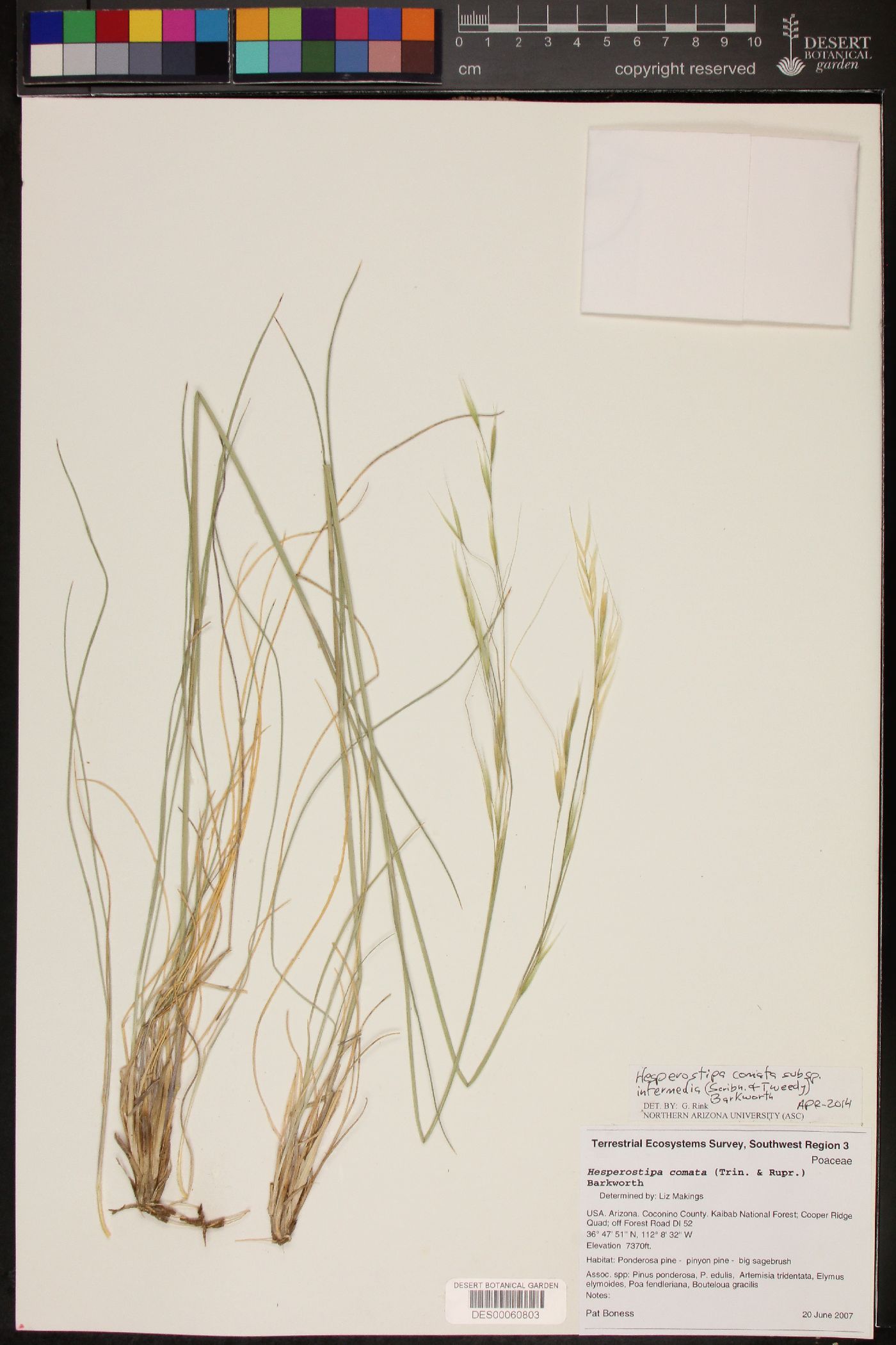 Hesperostipa comata subsp. intermedia image