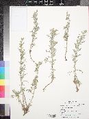 Artemisia carruthii image