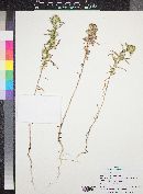 Collomia linearis image