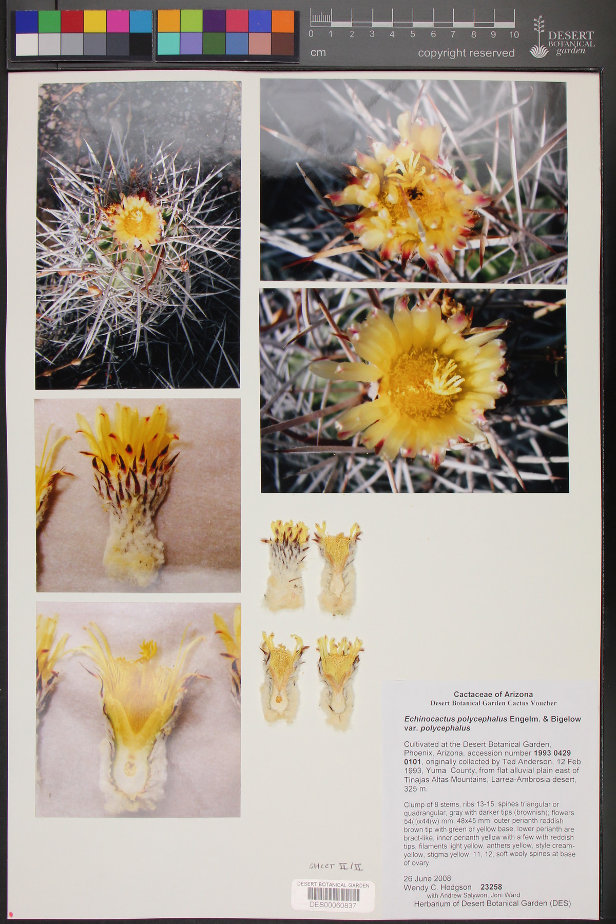 Echinocactus image
