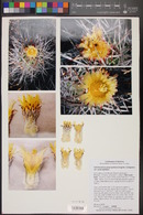 Echinocactus polycephalus image