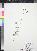 Mirabilis linearis var. decipiens image