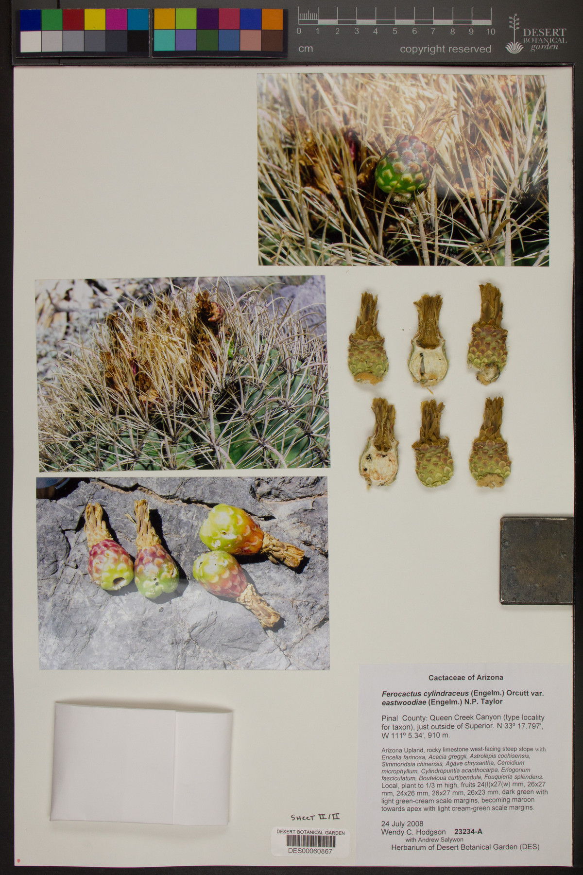 Ferocactus cylindraceus subsp. eastwoodiae image