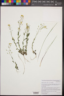 Draba aurea image