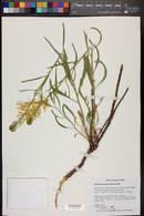 Stanleya pinnata image