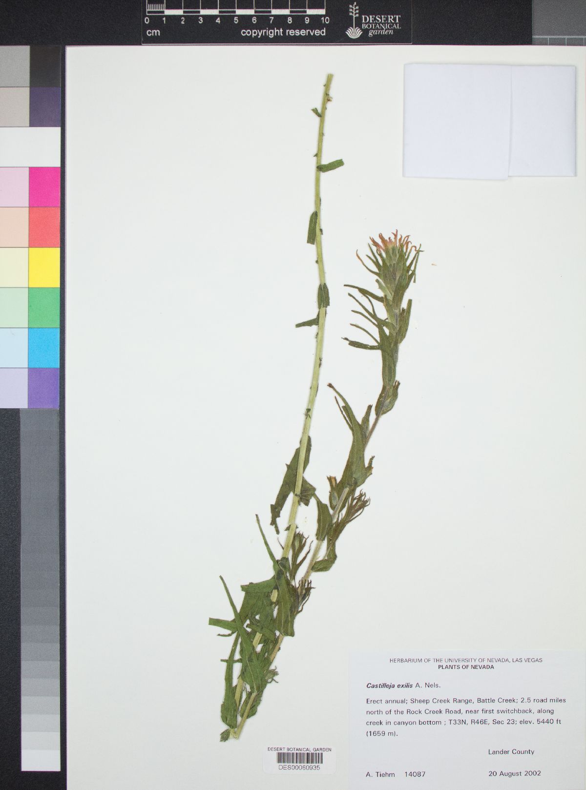 Castilleja minor var. exilis image