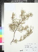 Pinus monophylla var. californiarum image