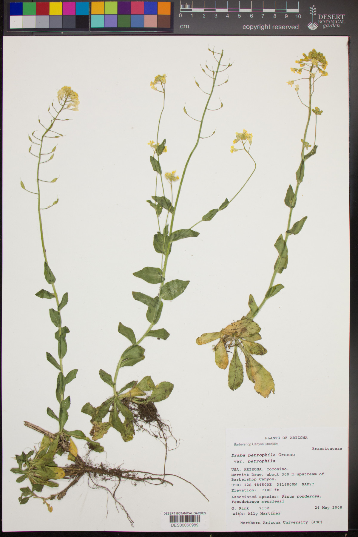 Draba petrophila var. petrophila image