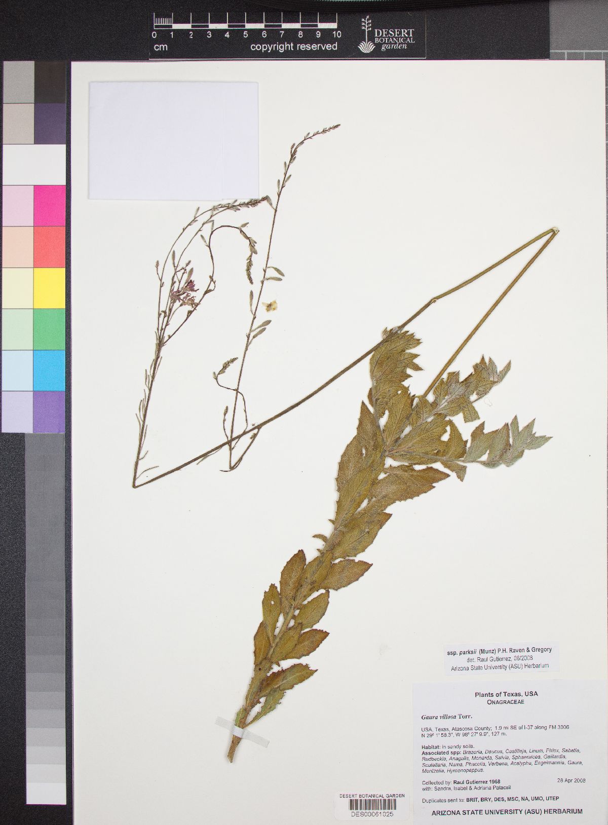 Oenothera cinerea subsp. parksii image