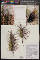 Ferocactus cylindraceus image