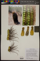 Ferocactus cylindraceus image