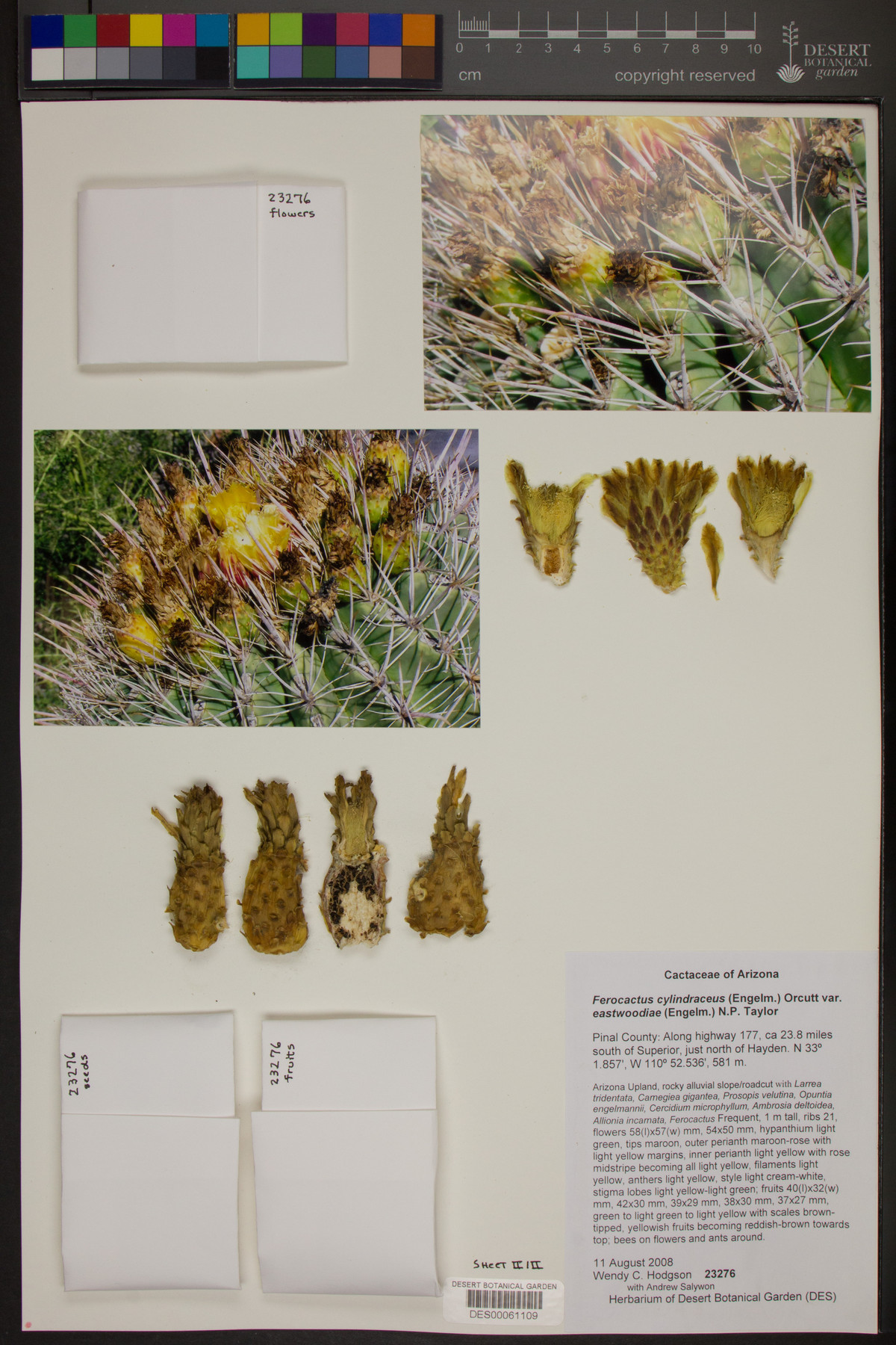 Ferocactus cylindraceus subsp. eastwoodiae image
