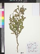 Phacelia crenulata var. ambigua image