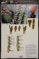 Ferocactus wislizeni image