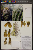 Ferocactus cylindraceus subsp. eastwoodiae image