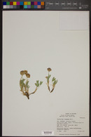 Trifolium longipes subsp. pygmaeum image