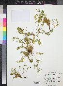 Ivesia arizonica image