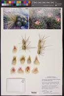 Echinocactus polycephalus image