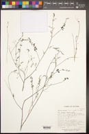 Salvia columbariae image