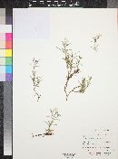 Phlox woodhousei image