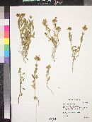 Salvia mohavensis image