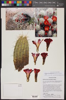 Echinocereus coccineus image