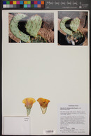 Opuntia phaeacantha image