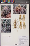 Echinocactus polycephalus image