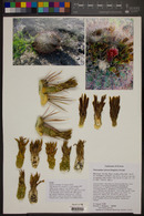 Ferocactus emoryi image