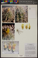 Ferocactus santa-maria image