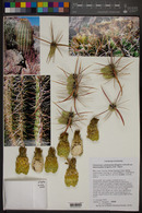 Ferocactus cylindraceus subsp. eastwoodiae image