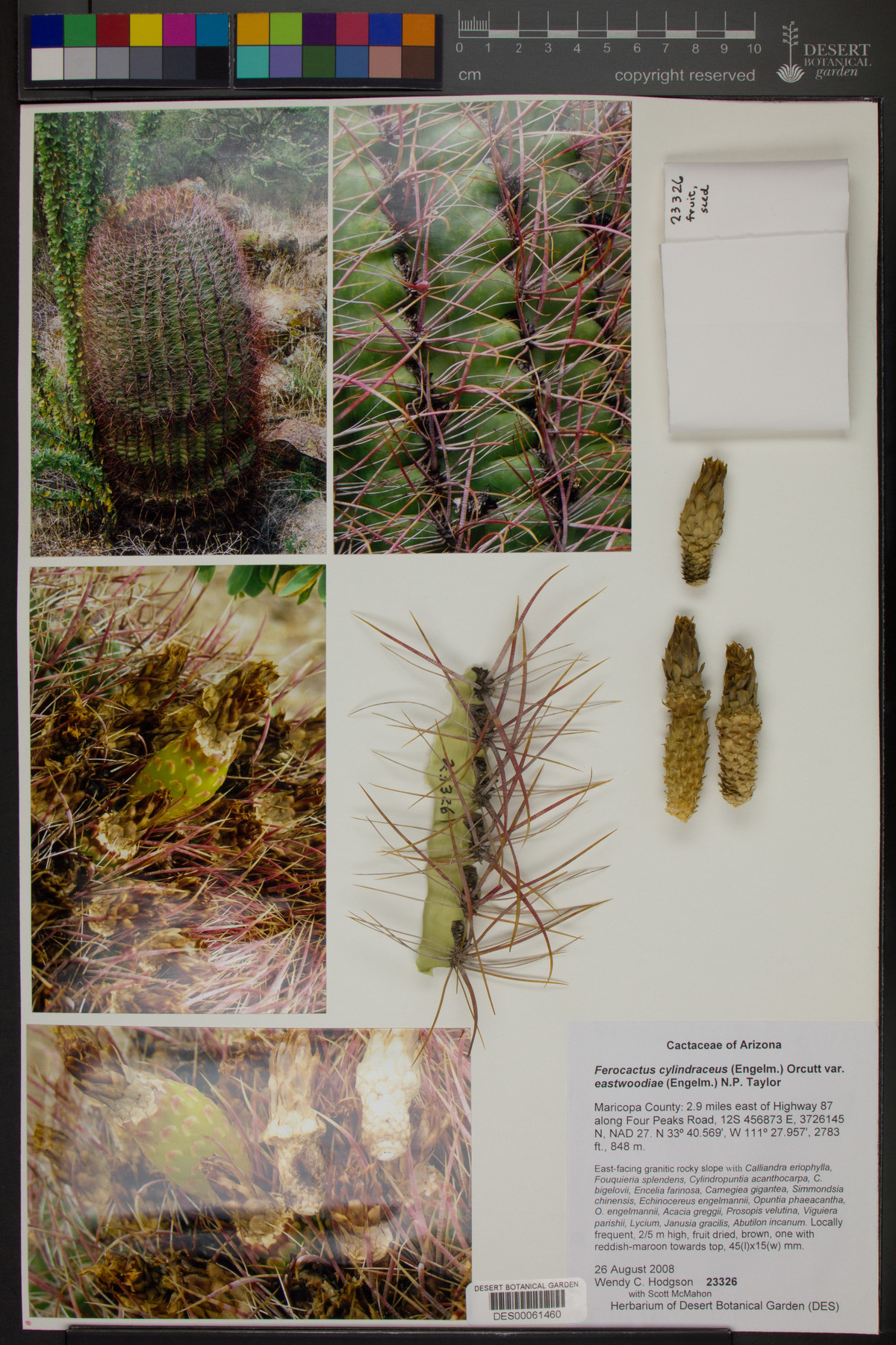 Ferocactus cylindraceus subsp. eastwoodiae image